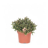 Rhipsalis burchellii – Zimmerpflanze im Kulturtopf auf weißem Hintergrund, Produktfoto 6.