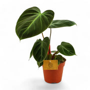 Philodendron 'El Choco red' (Philodendron rubrijuvenile) – Zimmerpflanze im Kulturtopf auf weißem Hintergrund, Produktfoto 9.