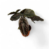 Alocasia azlanii potted houseplant in nursery pot on white background, product photo 11.