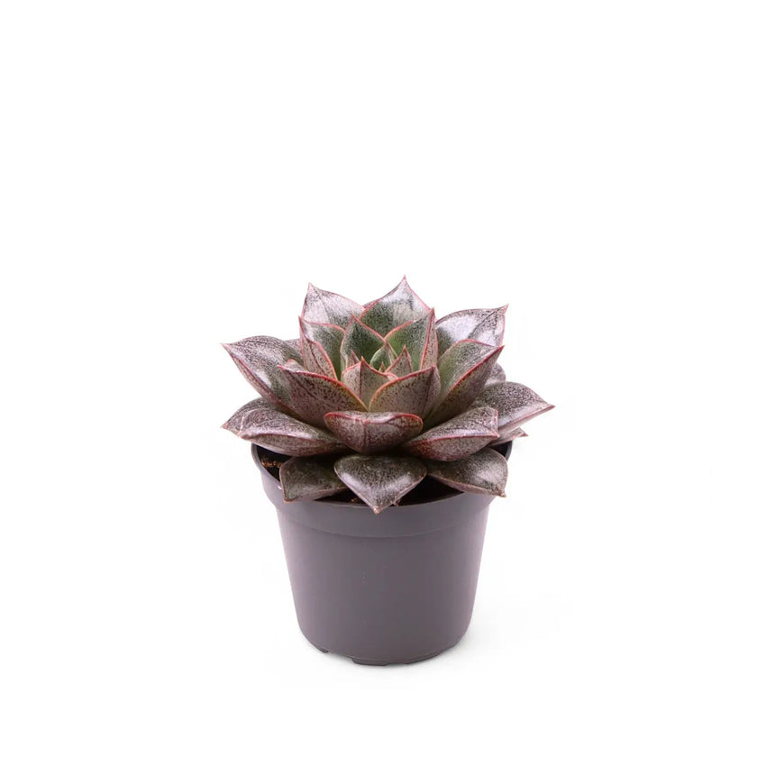 Echeveria purpusorum potted houseplant in nursery pot on white background, product photo 2.