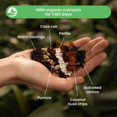 Syngonium-Substratmischung auf weißem Hintergrund, Produktfoto 4.