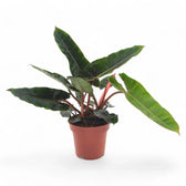 Philodendron billietiae – Topfpflanze im Kulturtopf vor weißem Hintergrund, Produktfoto 10.