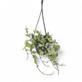 Hoya krohniana 'Super Silver' potted houseplant in nursery pot on white background, product photo 8.