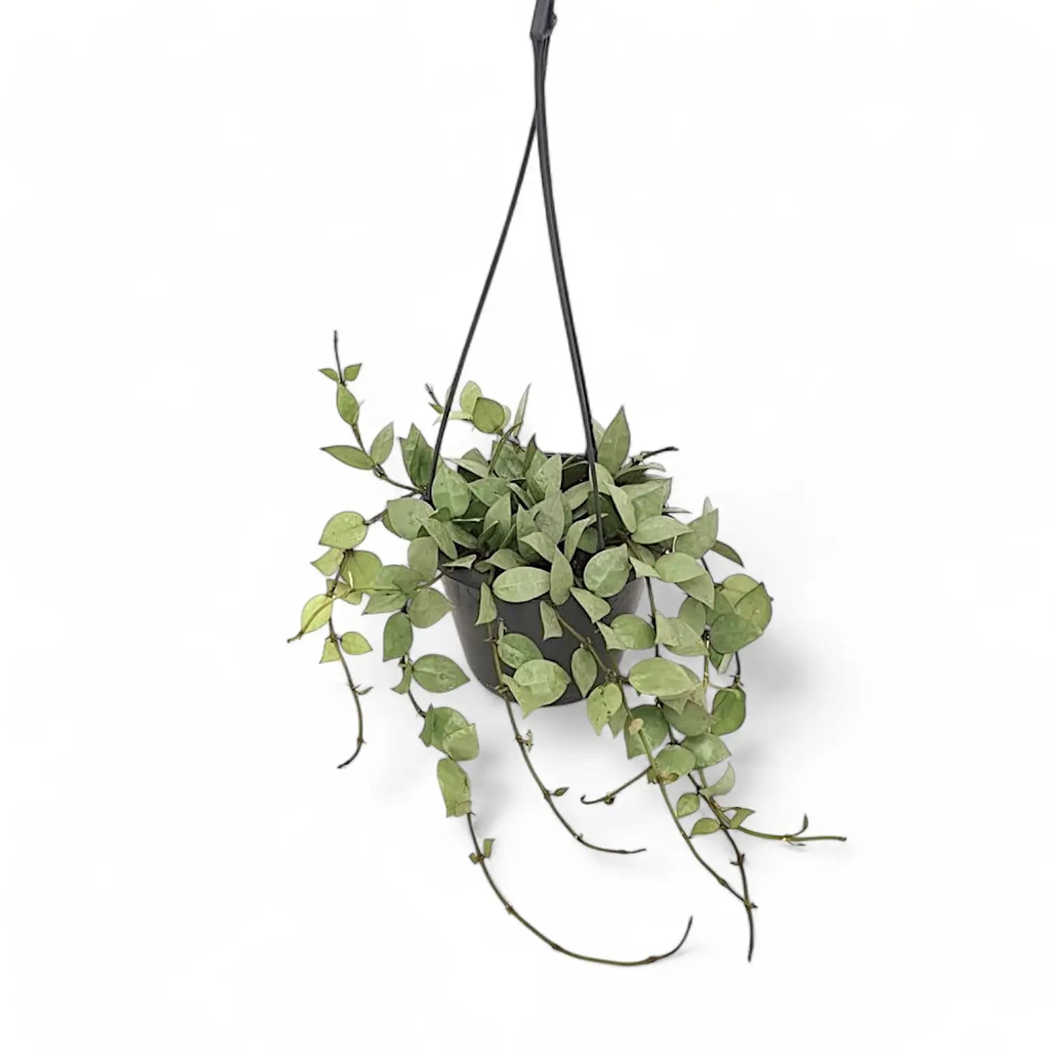 Hoya krohniana 'Super Silver' potted houseplant in nursery pot on white background, product photo 8.