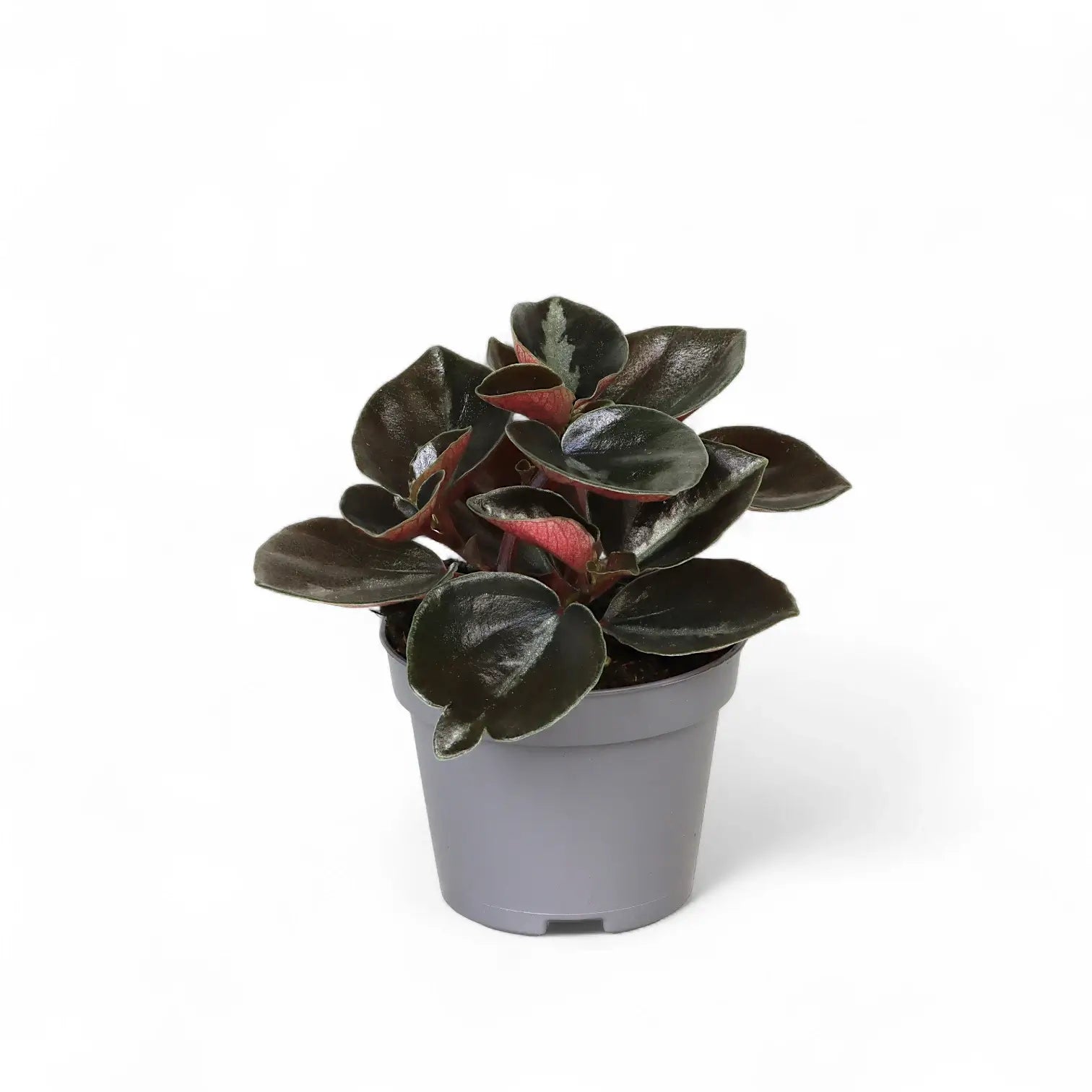 Peperomia metallica 'Colombiana' – Zimmerpflanze im Kulturtopf auf weißem Hintergrund, Produktfoto 2.