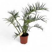 Philodendron tortum – Topfpflanze im Kulturtopf vor weißem Hintergrund, Produktfoto 12.