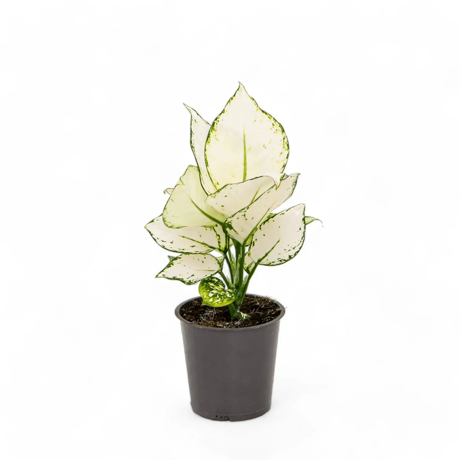 Aglaonema 'White joy' – Zimmerpflanze im Kulturtopf auf weißem Hintergrund, Produktfoto 3.