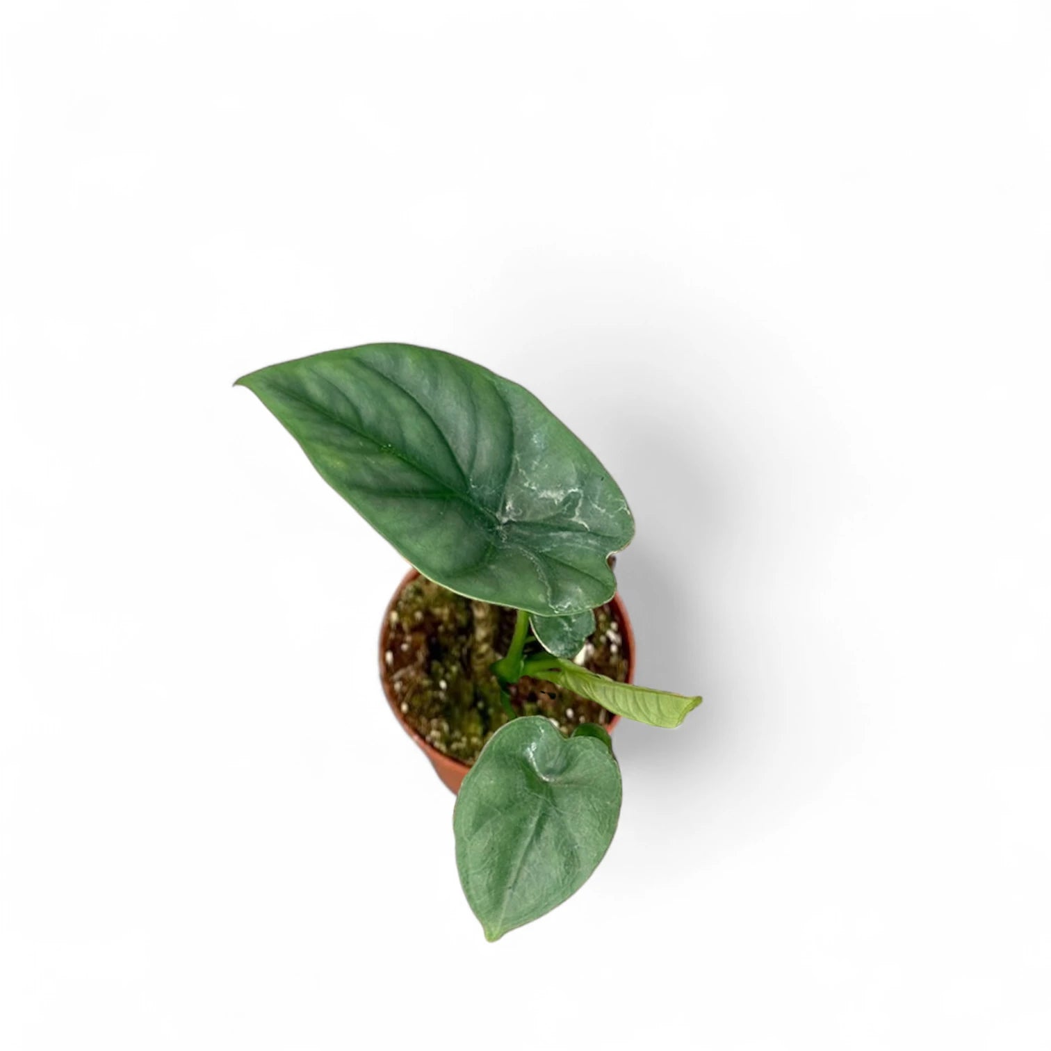 Alocasia 'Lukiwan' (sinuata x alba) potted houseplant in nursery pot on white background, product photo 8.