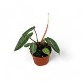 Philodendron billietiae – Topfpflanze im Kulturtopf vor weißem Hintergrund, Produktfoto 4.