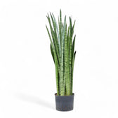Dracaena (Sansevieria) zeylanica – Topfpflanze im Kulturtopf vor weißem Hintergrund, Produktfoto 15.