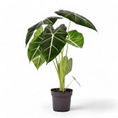 Alocasia micholitziana ‘Green velvet’ (‘Maxkowskii') potted houseplant in nursery pot on white background, product photo 12.