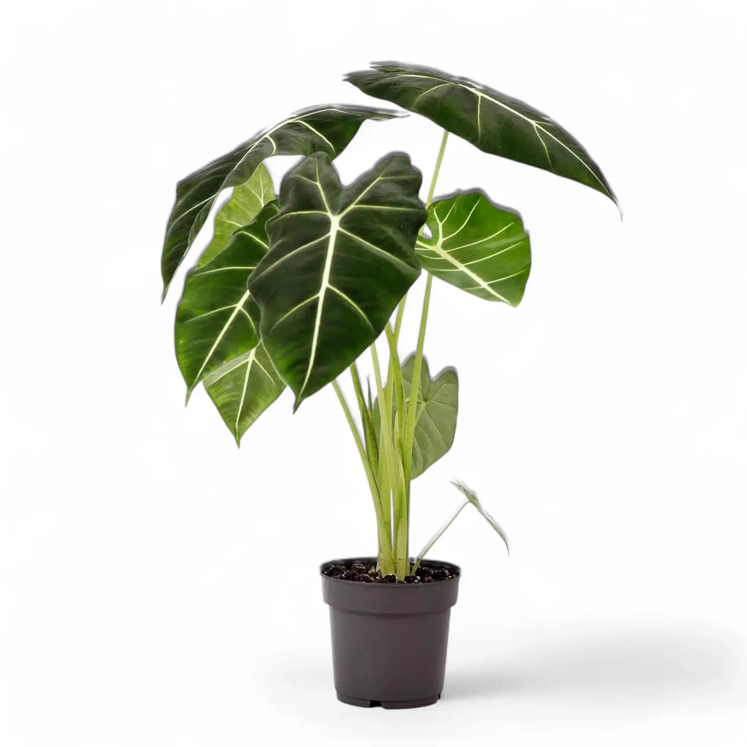 Alocasia micholitziana ‘Green velvet’ (‘Maxkowskii') potted houseplant in nursery pot on white background, product photo 12.