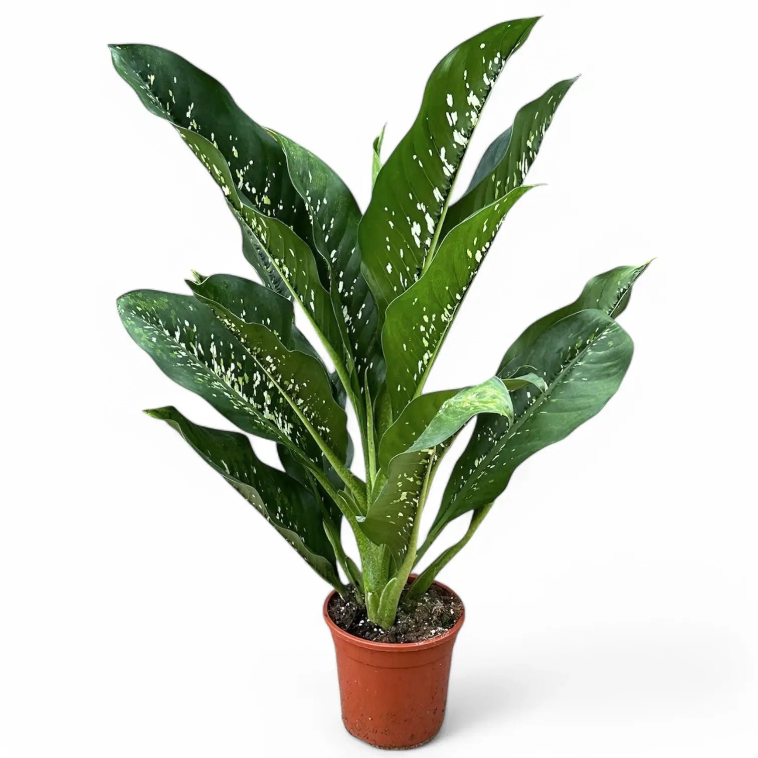 Dieffenbachia seguine 'Crocodile' potted houseplant in nursery pot on white background, product photo 5.