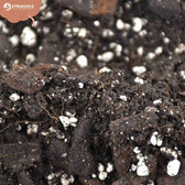 Anthurium Soil Mix on white background, product photo 11.