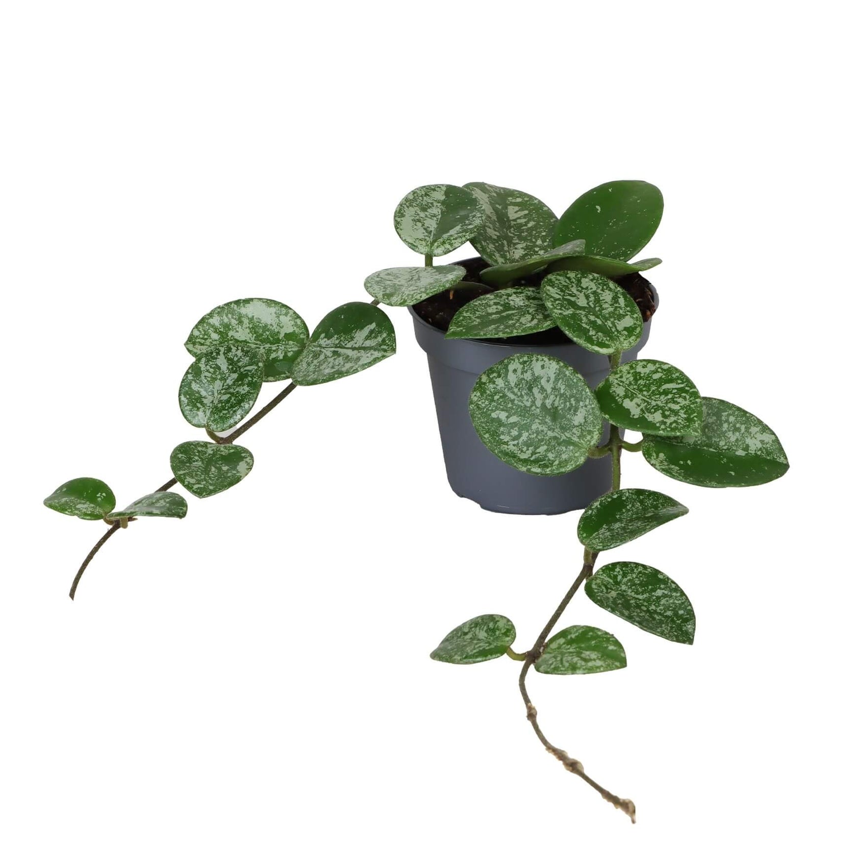 Hoya ‘Mathilde Splash’ potted houseplant in nursery pot on white background, product photo 10.