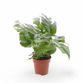 Rhaphidophora tetrasperma potted houseplant in nursery pot on white background, product photo 7.