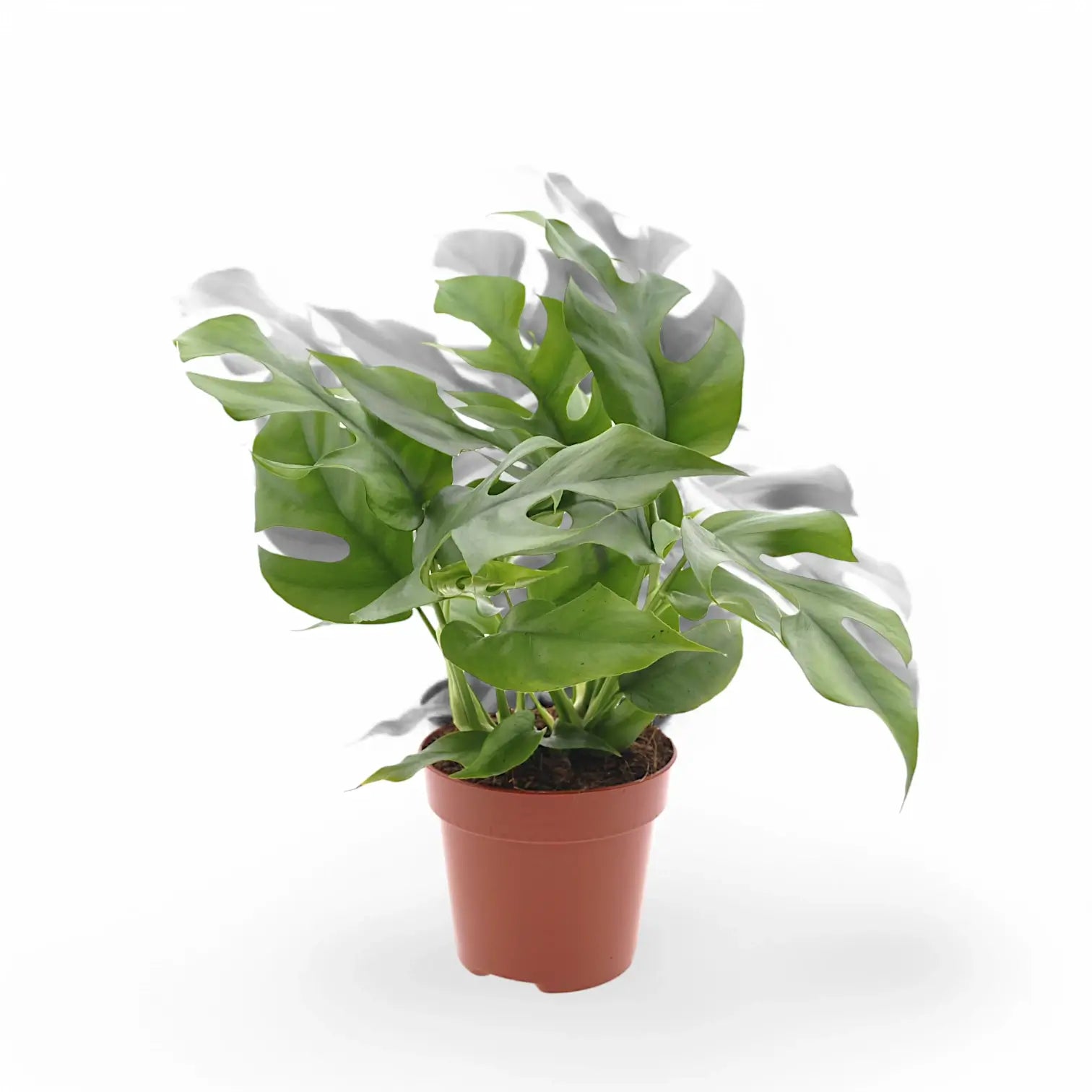 Rhaphidophora tetrasperma potted houseplant in nursery pot on white background, product photo 7.