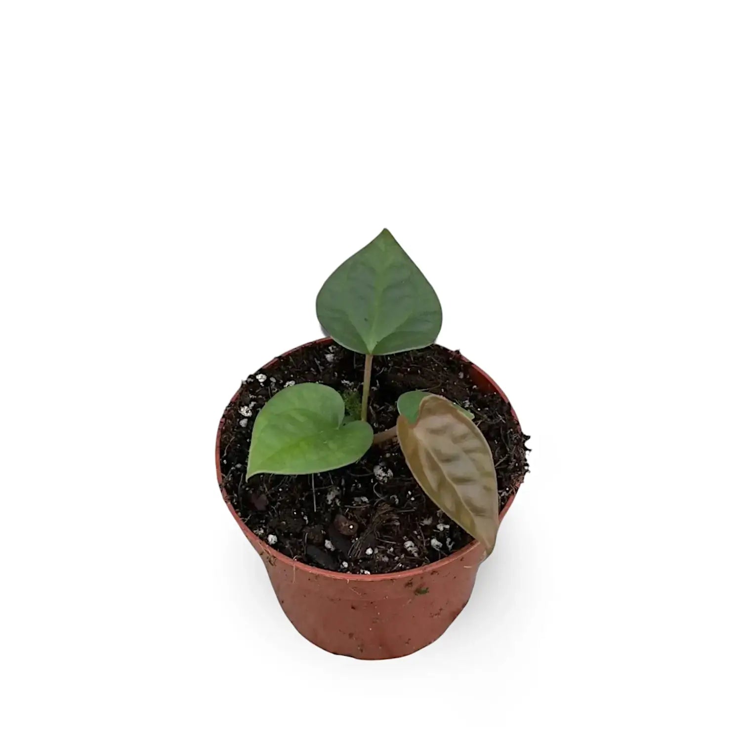 Anthurium crystallinum x luxurians – Topfpflanze im Kulturtopf vor weißem Hintergrund, Produktfoto 5.