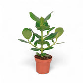 Clusia rosea 'Princess' – Zimmerpflanze im Kulturtopf auf weißem Hintergrund, Produktfoto 2.