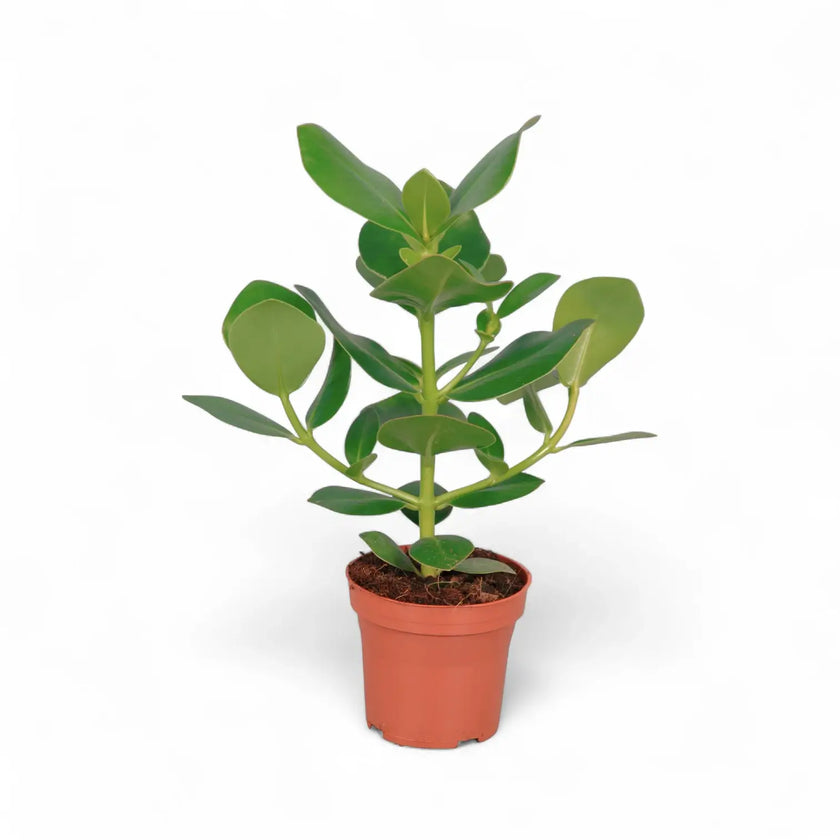 Clusia rosea 'Princess' – Zimmerpflanze im Kulturtopf auf weißem Hintergrund, Produktfoto 2.