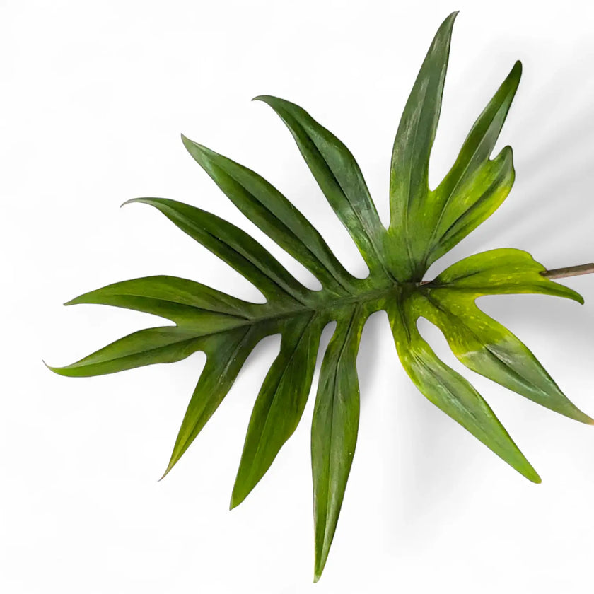 Philodendron mayoi leaf close-up on white background.