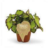 Nahaufnahme eines Blatts von Begonia rex 'Jive' vor weißem Hintergrund.