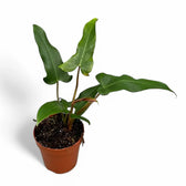 Philodendron mexicanum – Topfpflanze im Kulturtopf vor weißem Hintergrund, Produktfoto 3.