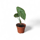 Alocasia puncakborneensis potted houseplant in nursery pot on white background, product photo 5.