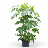 Heptapleurum (Schefflera) actinophyllum 'Amate' potted houseplant in nursery pot on white background, product photo 9.