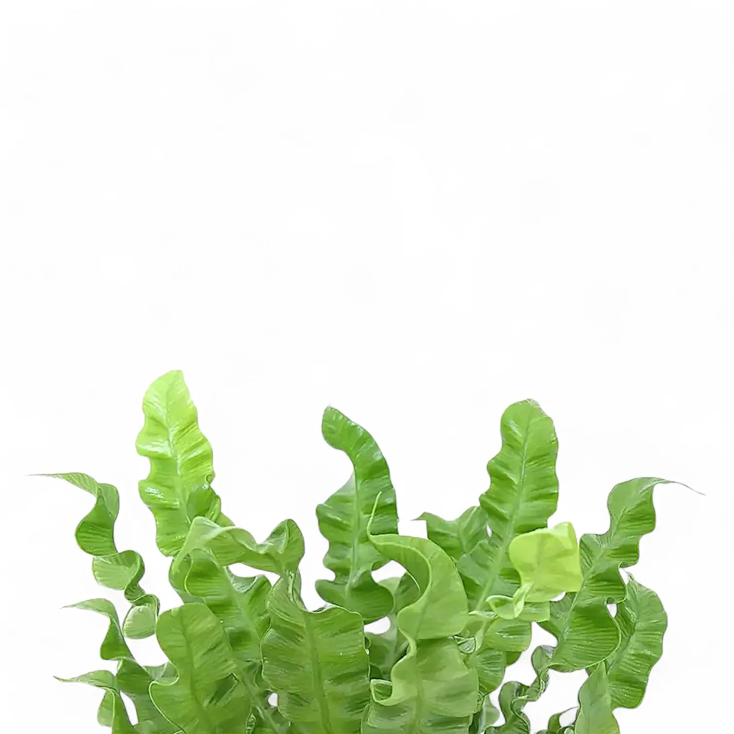 Nahaufnahme eines Wedels von Asplenium nidus 'Crispy Wave' vor weißem Hintergrund.