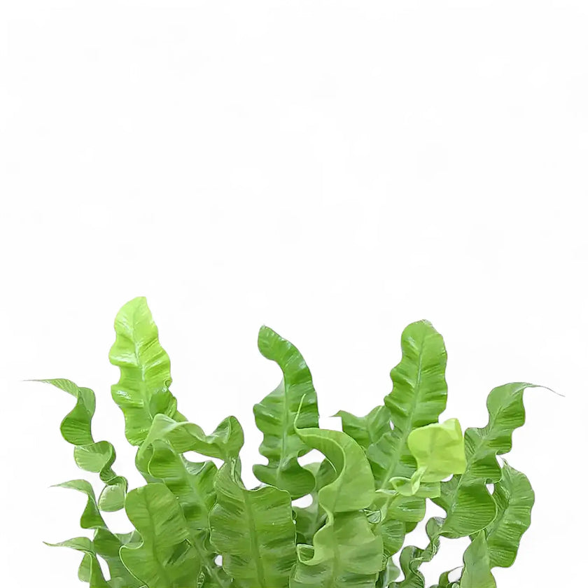 Asplenium nidus 'Crispy Wave' leaf close-up on white background.