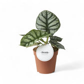 Alocasia baginda 'Silver dragon' potted houseplant in nursery pot on white background, product photo 12.