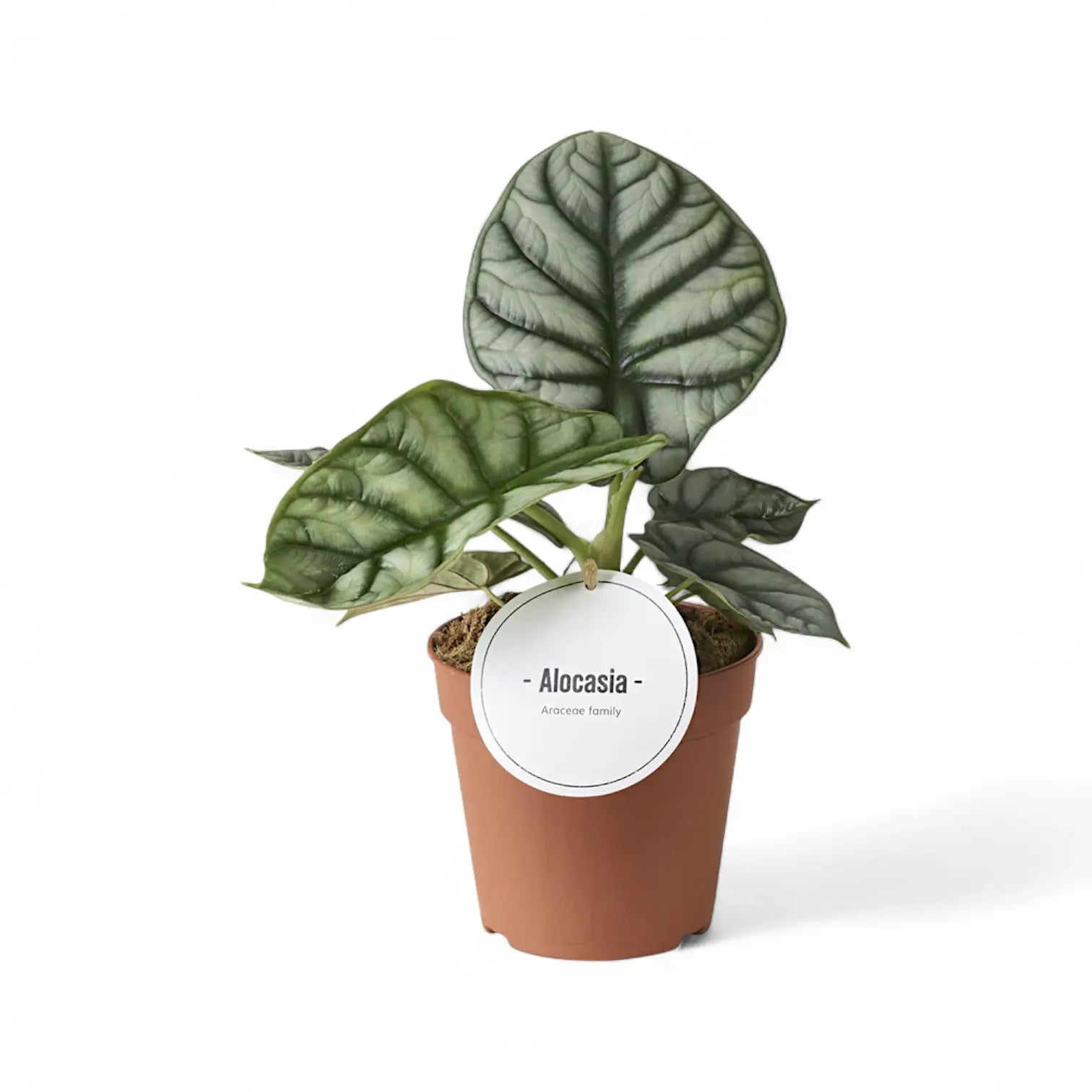 Alocasia baginda 'Silver dragon' potted houseplant in nursery pot on white background, product photo 12.