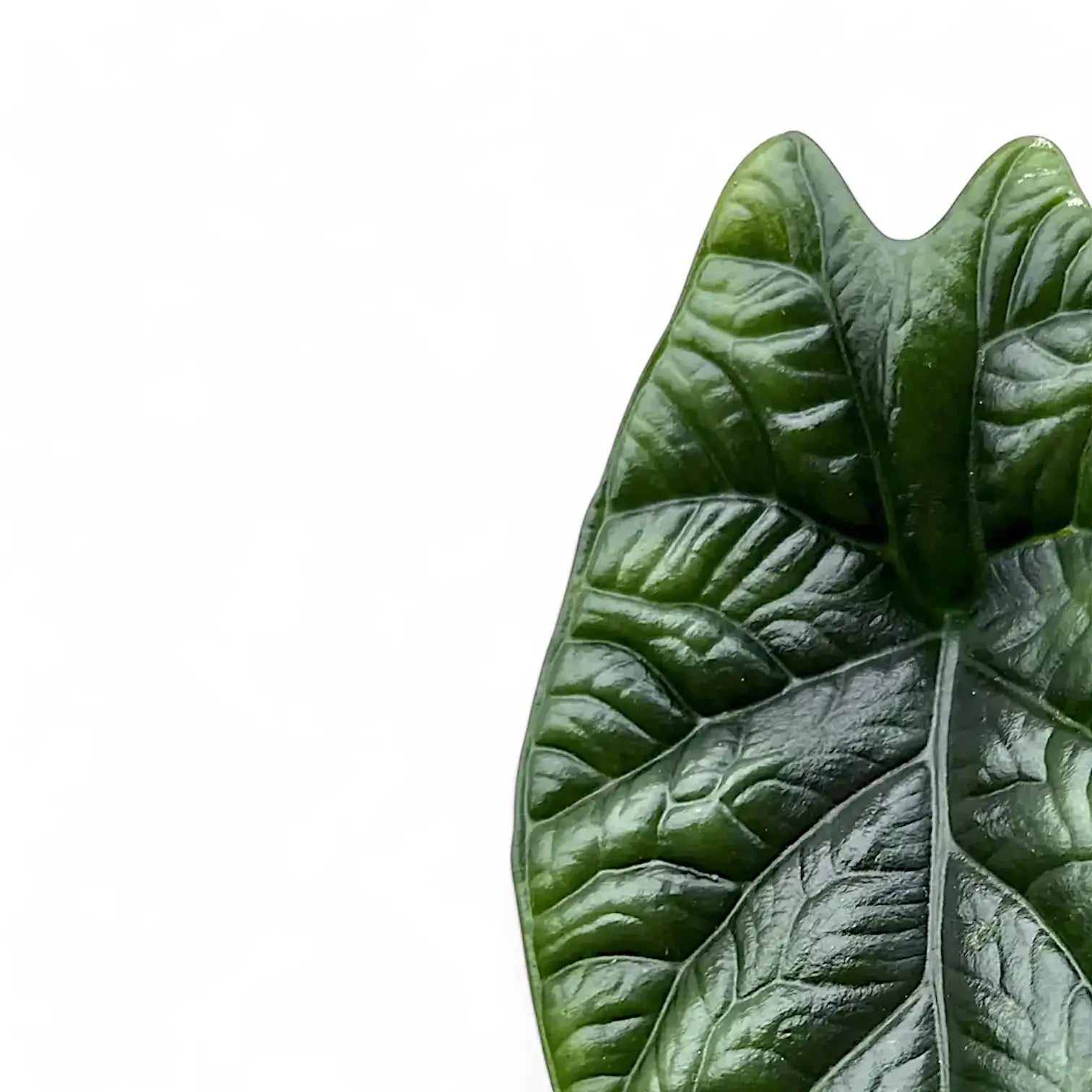 Alocasia sinuata leaf close-up on white background.