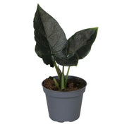 Alocasia 'Antoro velvet' potted houseplant in nursery pot on white background, product photo 3.