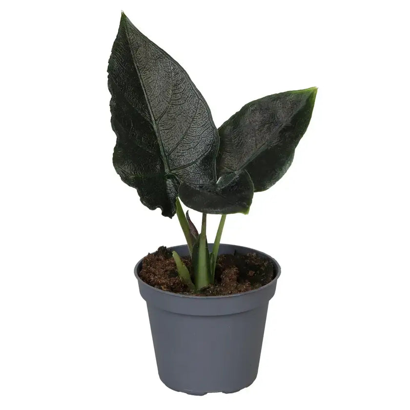 Alocasia 'Antoro velvet' potted houseplant in nursery pot on white background, product photo 3.