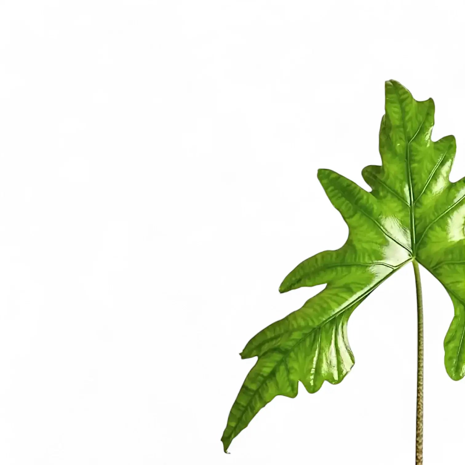 Nahaufnahme eines Blatts von Alocasia nycteris 'Batwing' vor weißem Hintergrund.