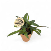 Ledebouria socialis potted houseplant in nursery pot on white background, product photo 3.