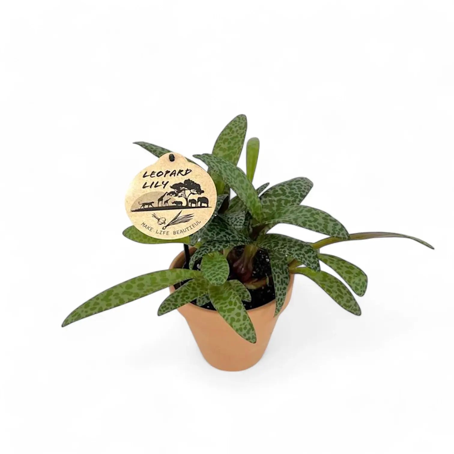 Ledebouria socialis potted houseplant in nursery pot on white background, product photo 3.