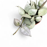 Hoya krohniana 'Super Silver' potted houseplant in nursery pot on white background, product photo 5.