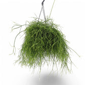 Rhipsalis baccifera potted houseplant in nursery pot on white background, product photo 6.