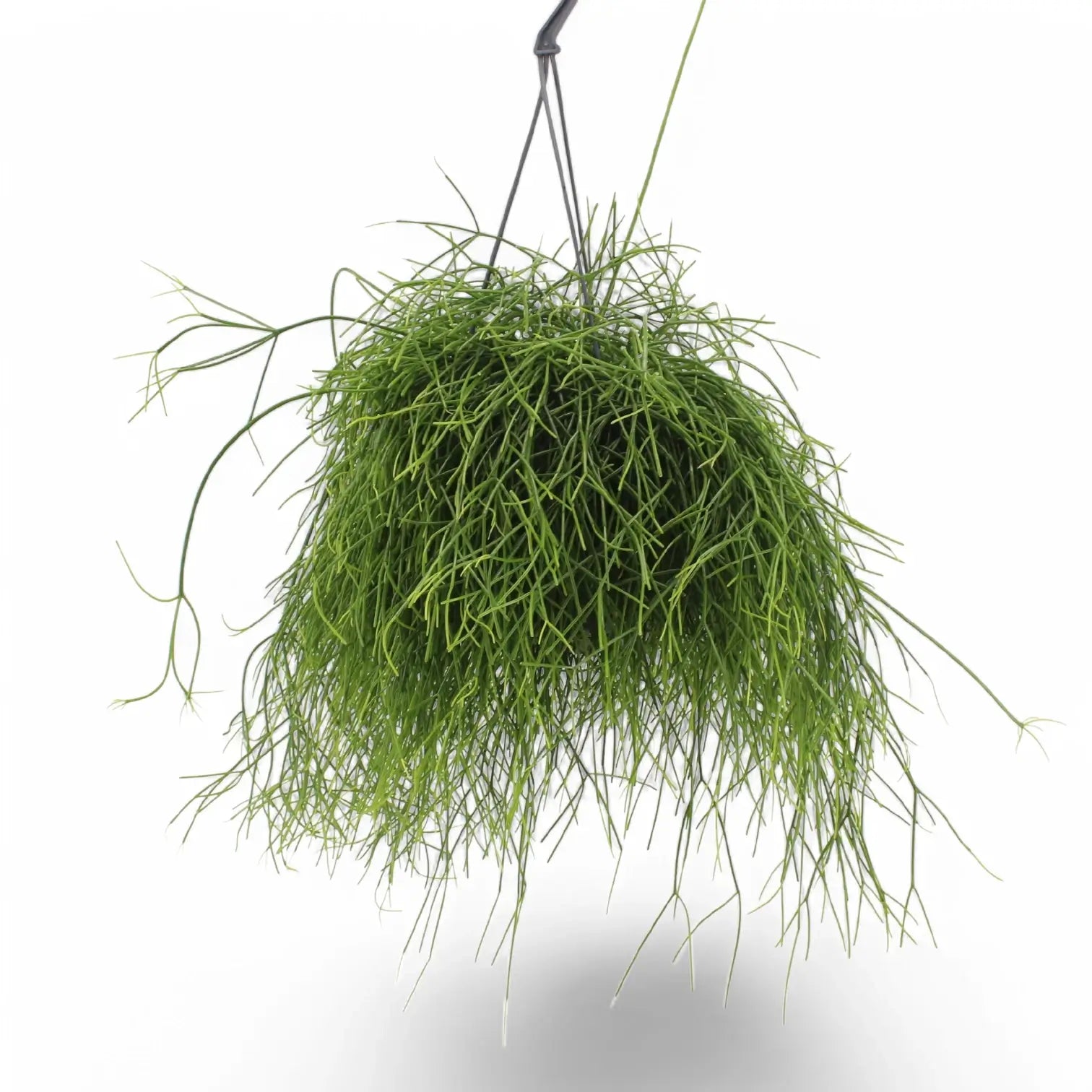Rhipsalis baccifera potted houseplant in nursery pot on white background, product photo 6.