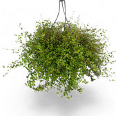 Muehlenbeckia complexa 'Maori' – Zimmerpflanze im Kulturtopf auf weißem Hintergrund, Produktfoto 10.