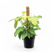 Philodendron bipennifolium 'Golden violin' potted houseplant in nursery pot on white background, product photo 1.