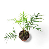 Philodendron polypodioides potted houseplant in nursery pot on white background, product photo 2.