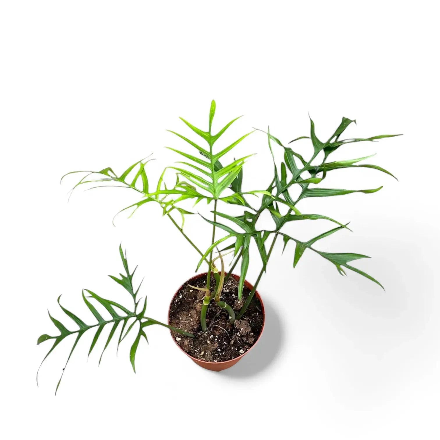 Philodendron polypodioides potted houseplant in nursery pot on white background, product photo 2.
