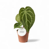 Anthurium magnificum – Topfpflanze im Kulturtopf vor weißem Hintergrund, Produktfoto 5.