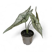 Alocasia heterophylla 'Dragon's Breath' potted houseplant in nursery pot on white background, product photo 9.