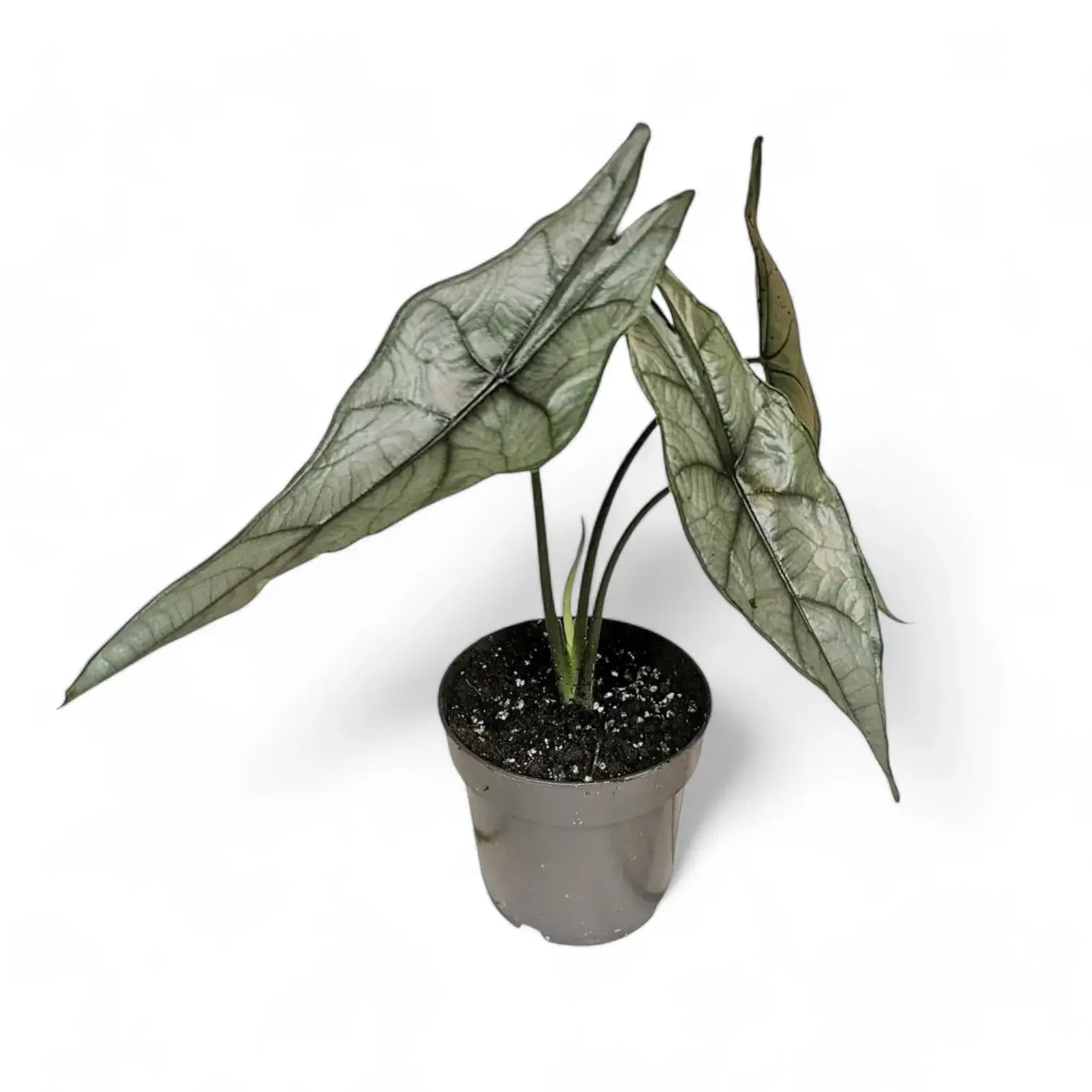 Alocasia heterophylla 'Dragon's Breath' potted houseplant in nursery pot on white background, product photo 9.
