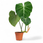 Philodendron gloriosum – Topfpflanze im Kulturtopf vor weißem Hintergrund, Produktfoto 13.